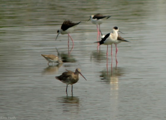 black winged stilts