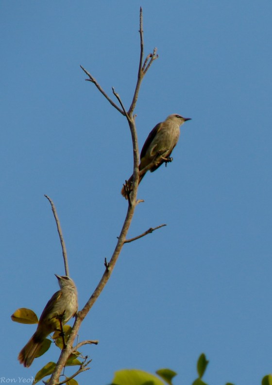the common yellow vented bulbul