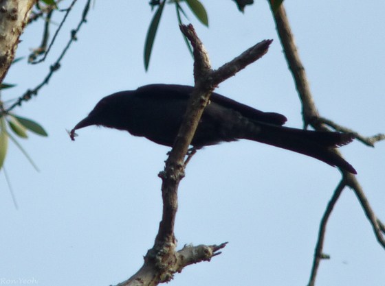 black drongo with insect in beak..