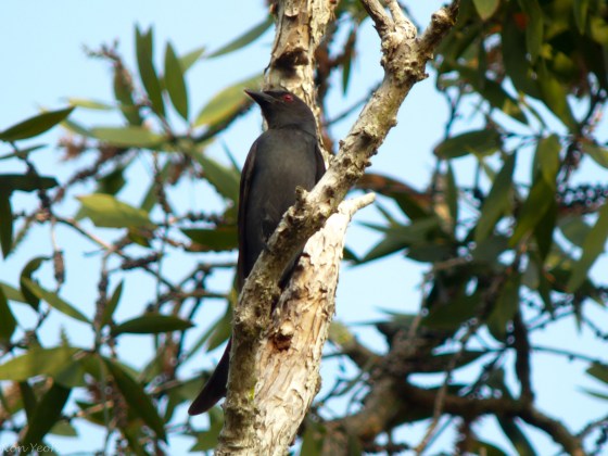 black drongo with forked tail