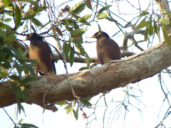 the biggest common mynahs I'd ever seen..