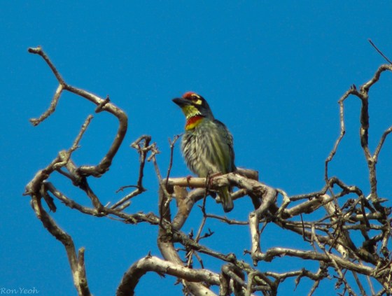 the always beautiful coppersmith barbet