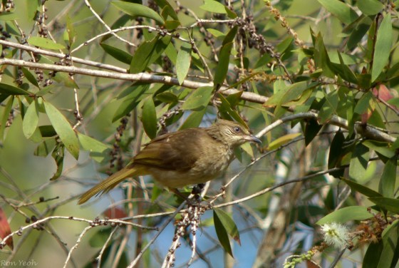 the uncommon olive winged bulbul