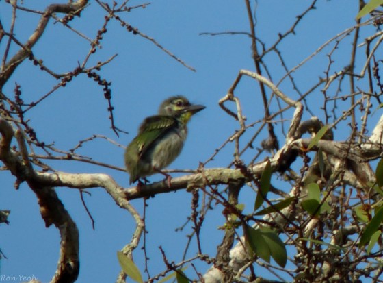 ? female..? juvenile coppersmith barbet