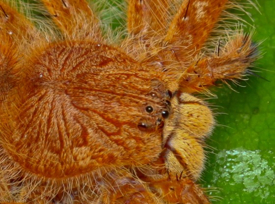 close up of wolf spider