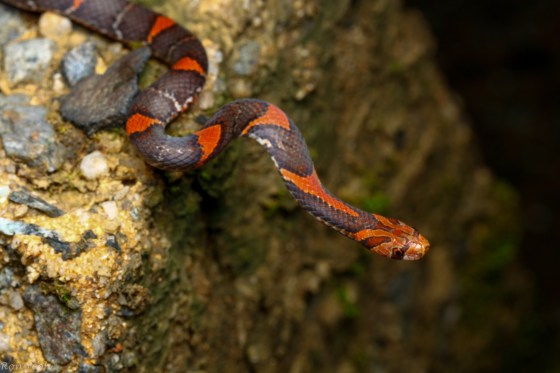 draped over a bollard...