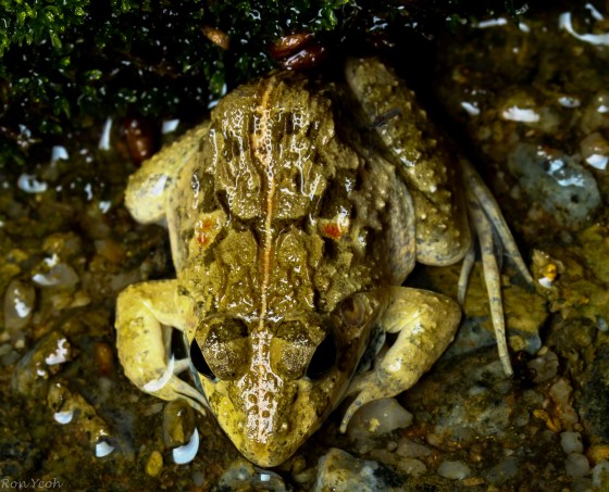 crab eating frog