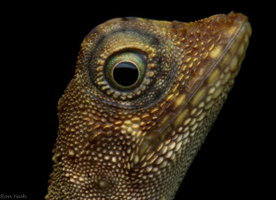 Dinosaur like variable lizard with awesome eye detail
