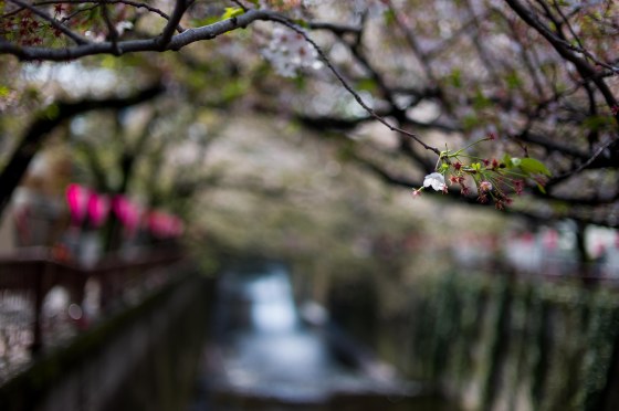 bare branch but still pretty