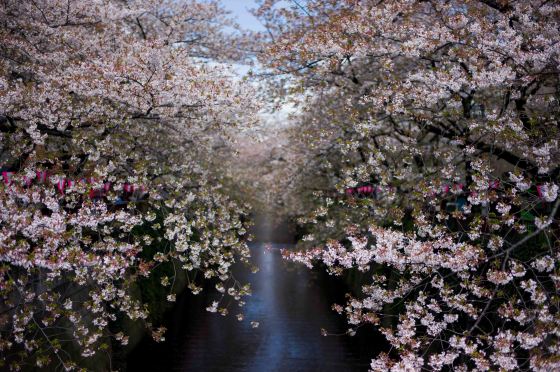 cherry blossoms over the Meguro river
