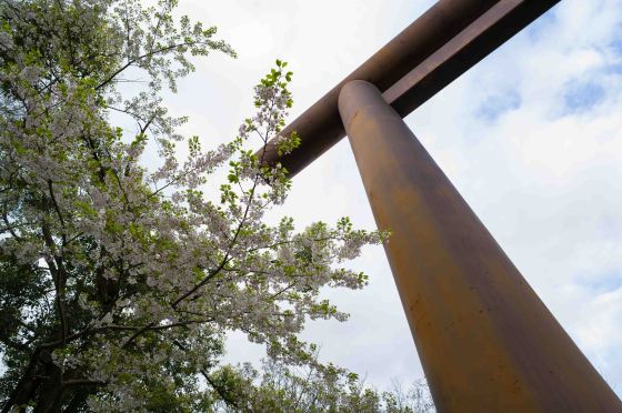 cherry blossoms around the arch