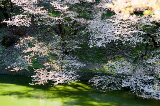 cherry blossoms at chidorigafushi
