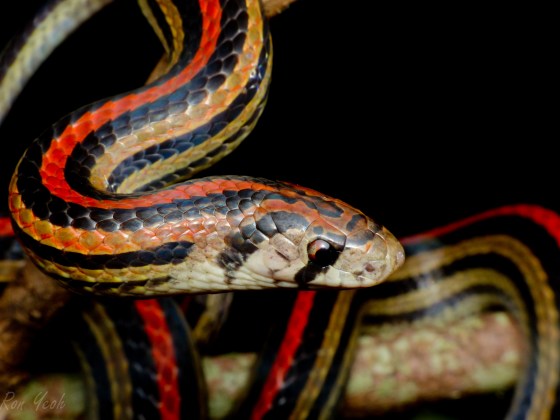the much commoner striped kukri for comparison