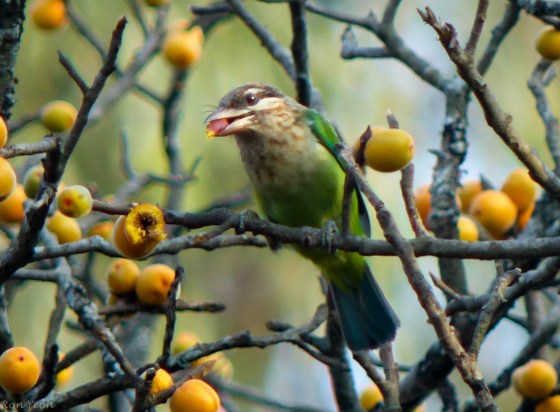 white cheeked barbet