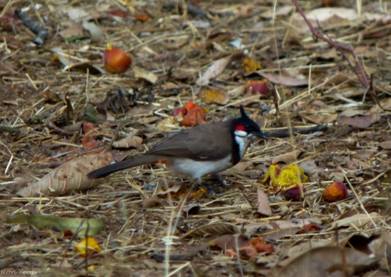 teh common but pretty red vented bulbul
