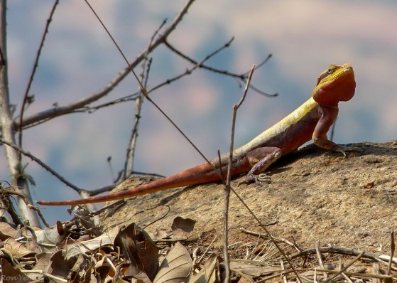 Peninsula Rock Agama