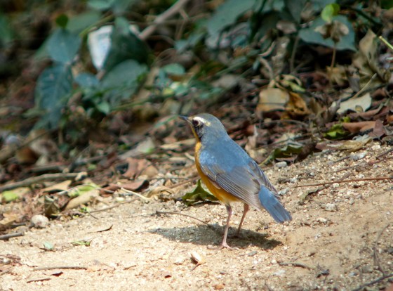 Indian Blue Robin