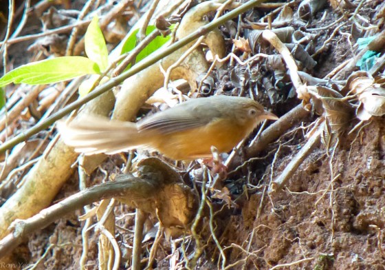 tawny bellied babbler