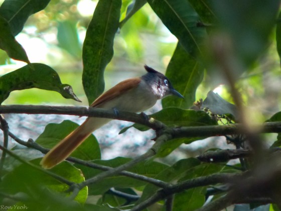 Sunlight catching the blue eye of the APFC