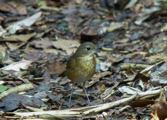 female blue indian robin..but it's not v blue!