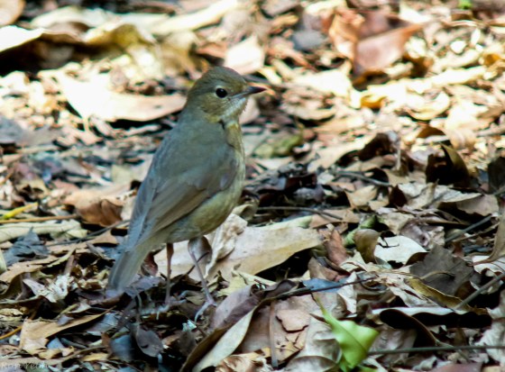 ?Puff throated babbler