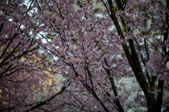 cherry blossoms in boston common