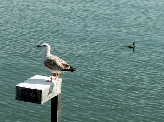 and a sea gull perched by the river as we crossed over to visit the Bunker Hill Memorial
