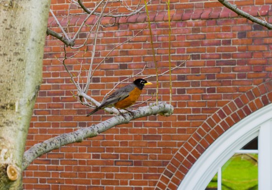 This is supposed to be a nature travel blog...so here's my token bird :)