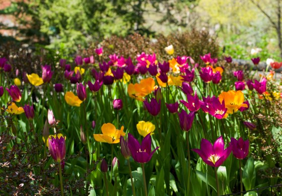 tulips in n bloom