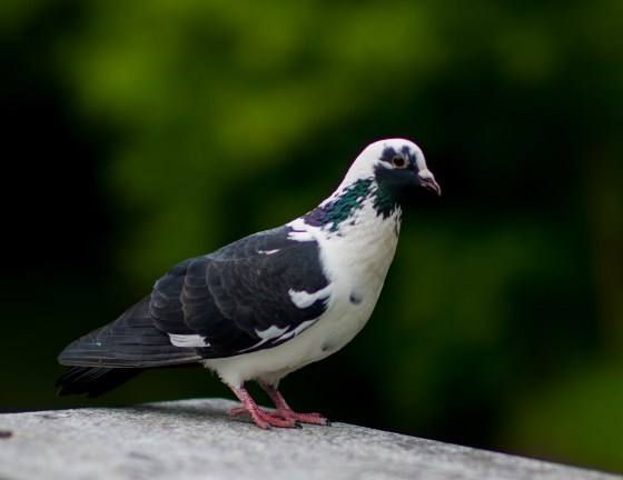 followed shortly by another piebald piogeon