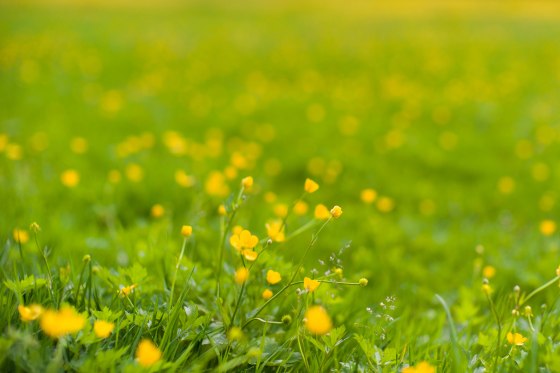 the nearest I will get to impressionist painting! 