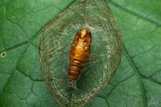 cocooned pupa