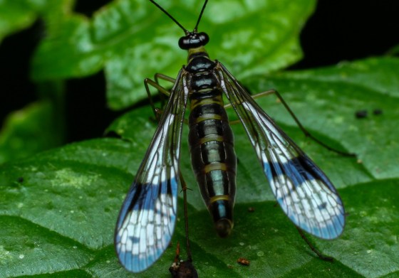 top view of scorpion fly