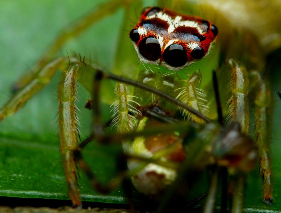spider having his lunch...another spider