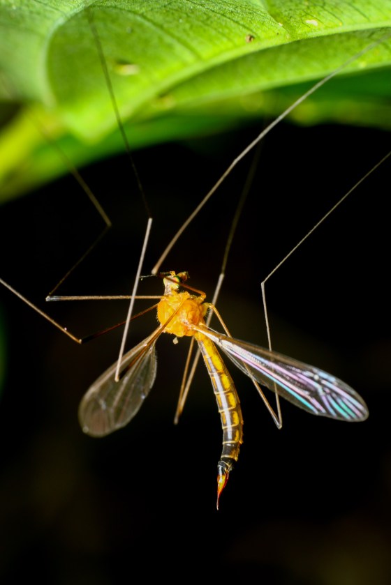 the uncommon crane fly