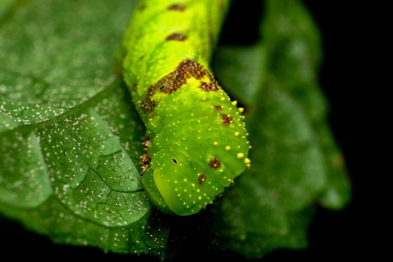 colourful caterpillar