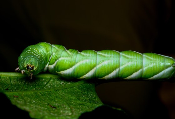 even the caterpillars were enormous!