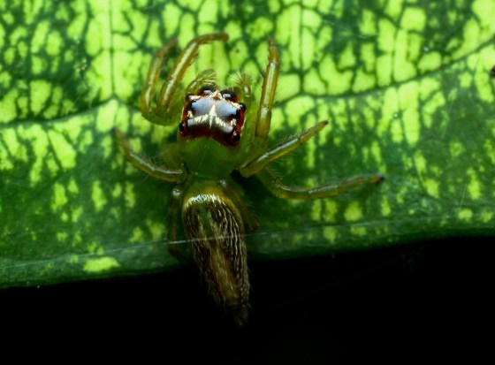 and a less colourful spider