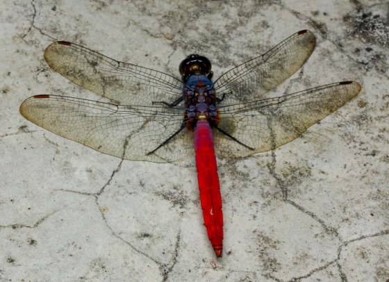 red dragonfly