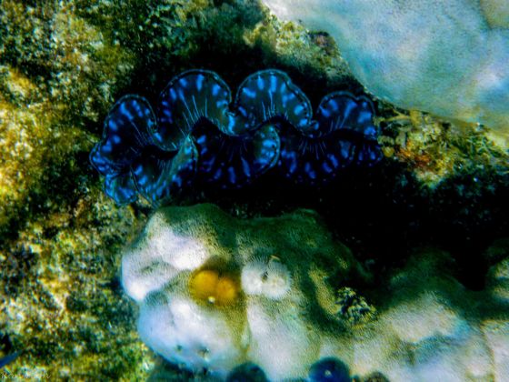 giant clam