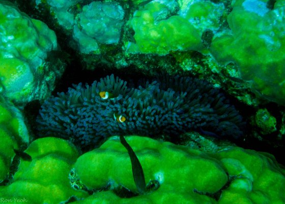 clown fish in anemone