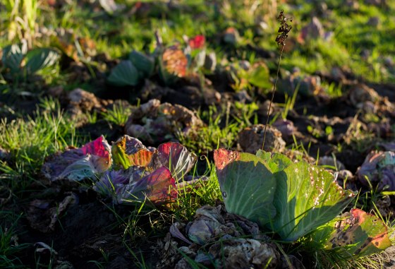 the cabbages were impressive 
