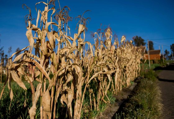 and the corn was as high as an elephant's eye
