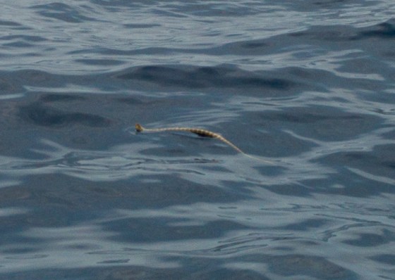 banded sea snake surfaces...