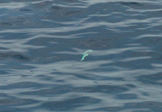 and then heads down to the depths...