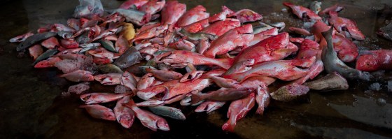 red snappers. groupers, sweetlips etc