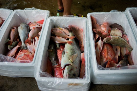 styrofoam packaging..about 22kg per box