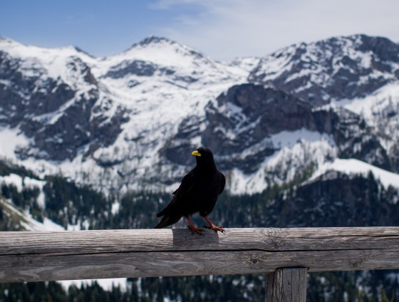 even the black birds enjoyed the view