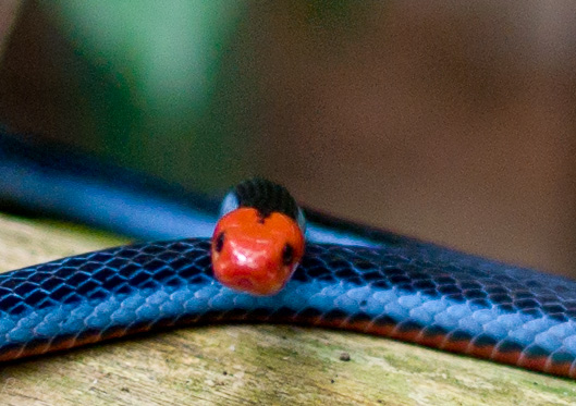 The Malayan  Blue coral snake shot using the M9P and 75mm summilux
