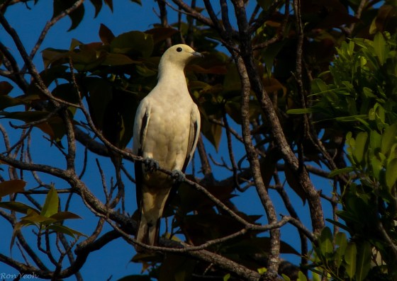 pied imperial pigeon